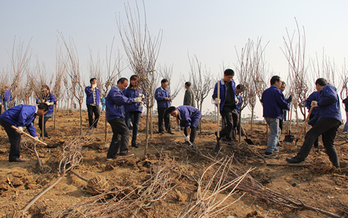 合锻公司积极参加义务植树活动